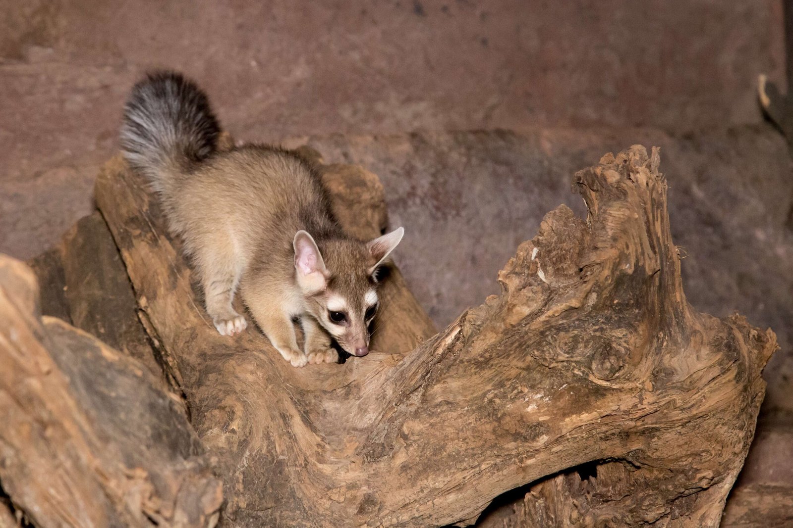 Ringtails: The Acrobatic Night Raiders (image credits: wikimedia)