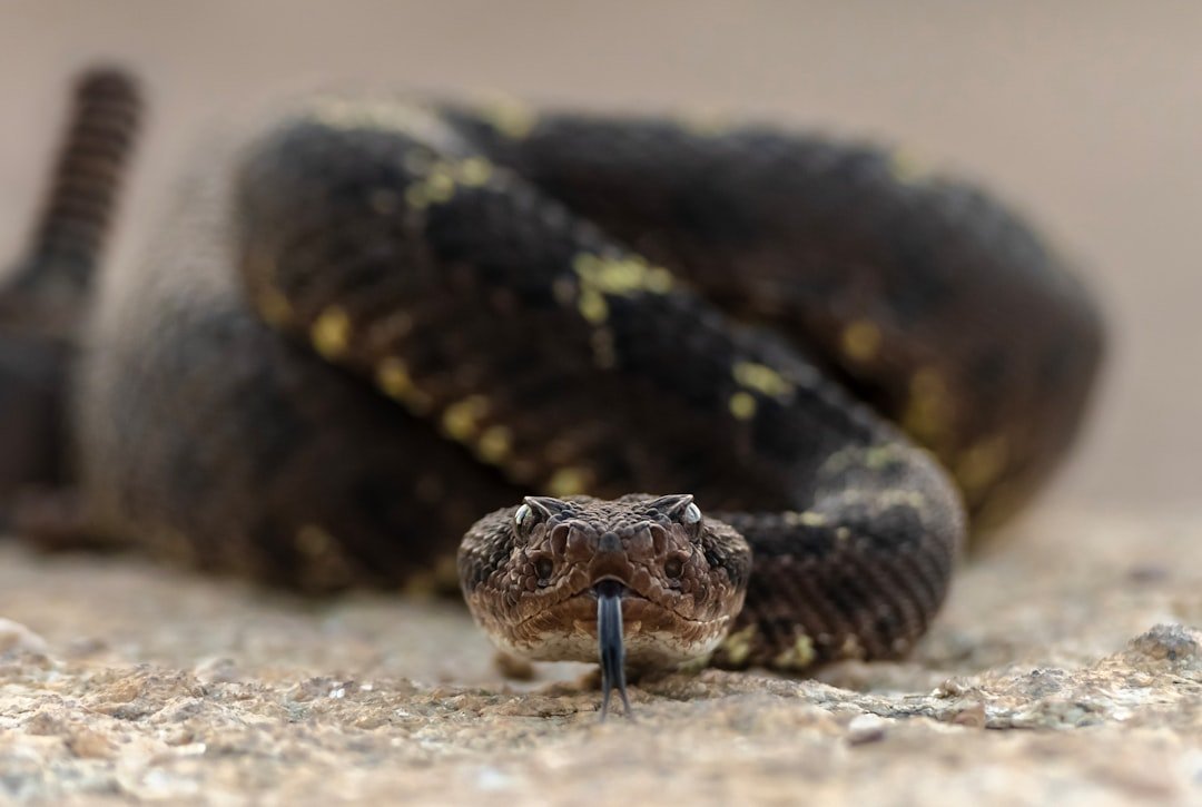 Conclusion: Nature's Greatest Comeback Story (image credits: unsplash)