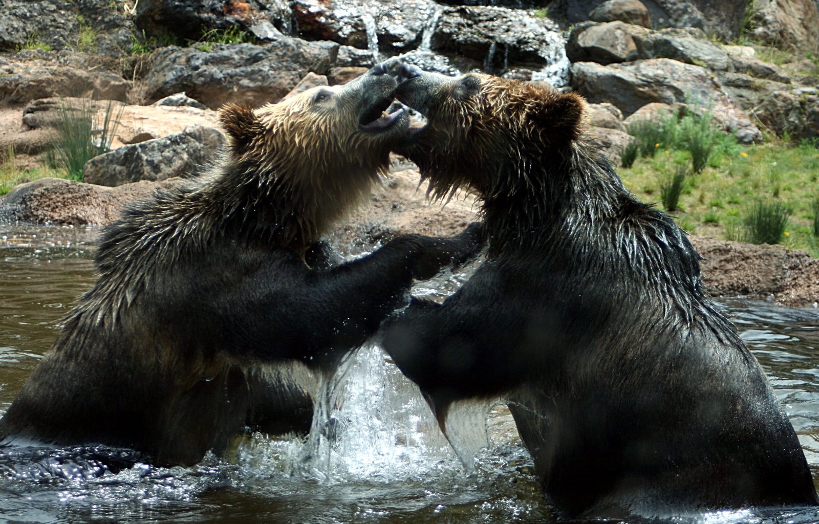 Grizzlies on the Move (image credits: wikimedia)