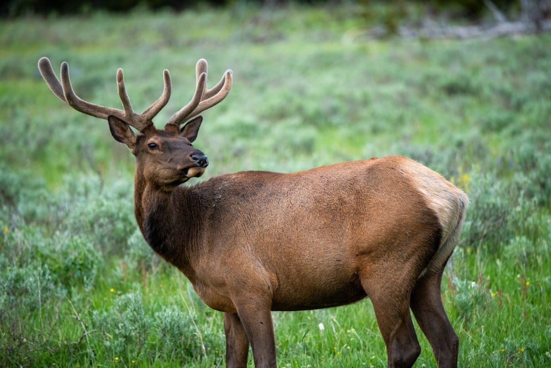 Elk Migrations at the Edge (image credits: unsplash)