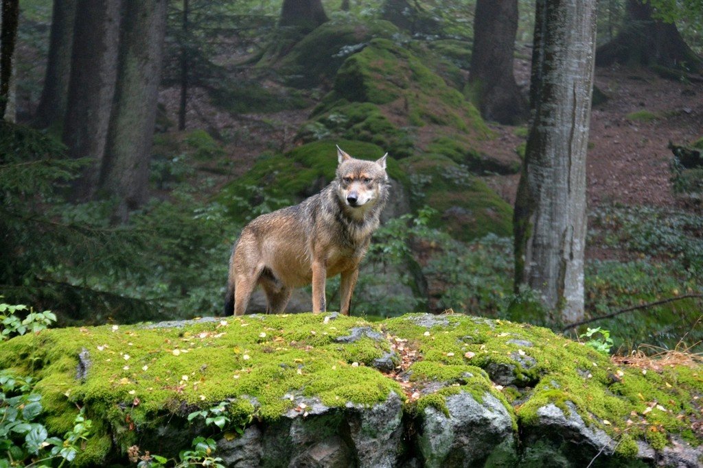Wolves: Science and Coexistence (image credits: rawpixel)