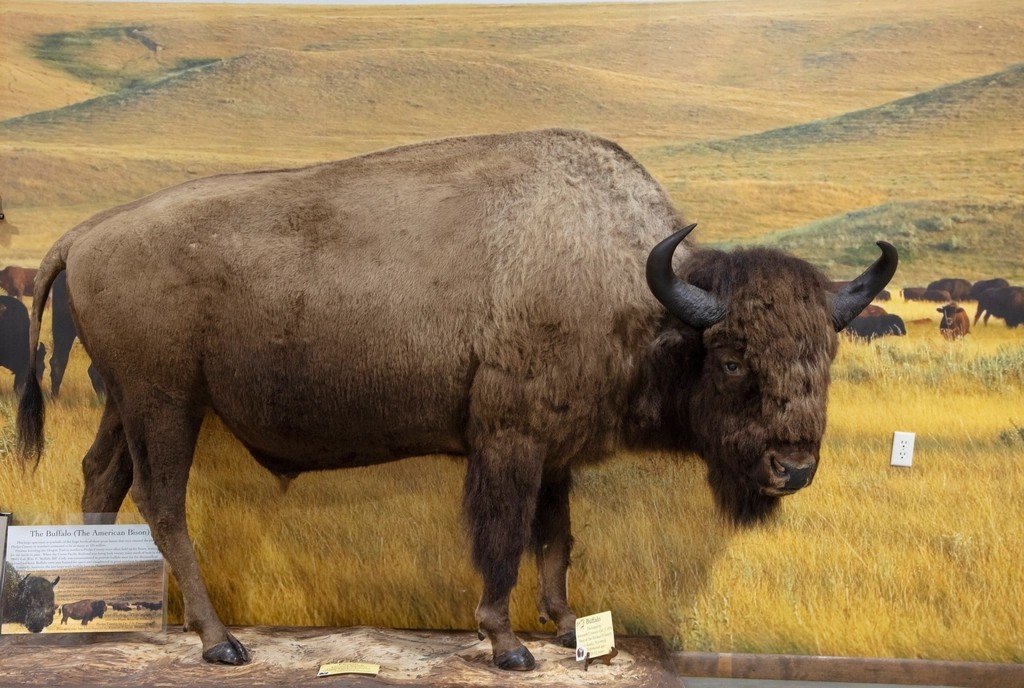 Bison and Prairie Memory (image credits: rawpixel)