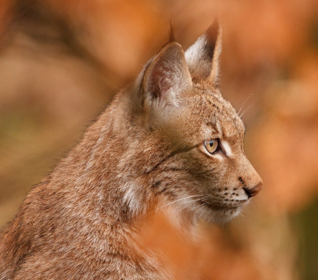 High-Country Specialists: Wolverine and Lynx (image credits: unsplash)
