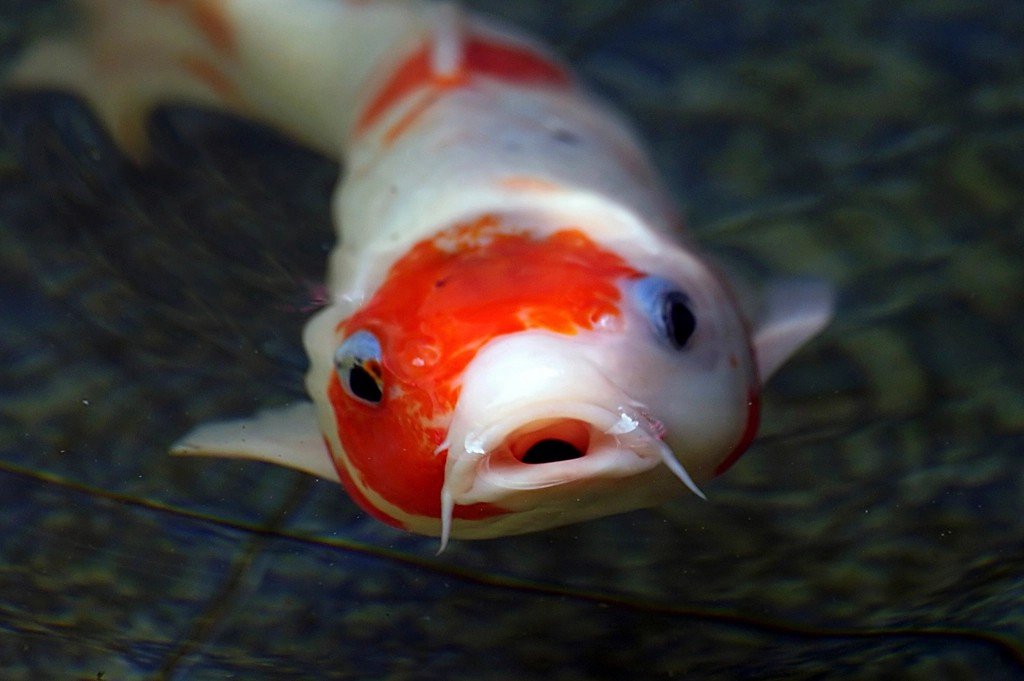 River Royals: Native Trout and Their Cold Future (image credits: rawpixel)