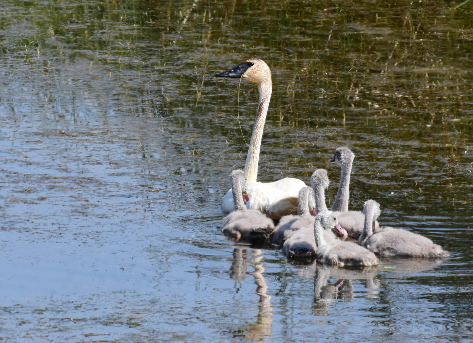 Skyward Icons: Eagles and Swans Over Open Water (image credits: wikimedia)