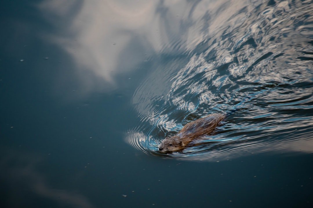 Eels, Beavers, and Other Comebacks (image credits: unsplash)