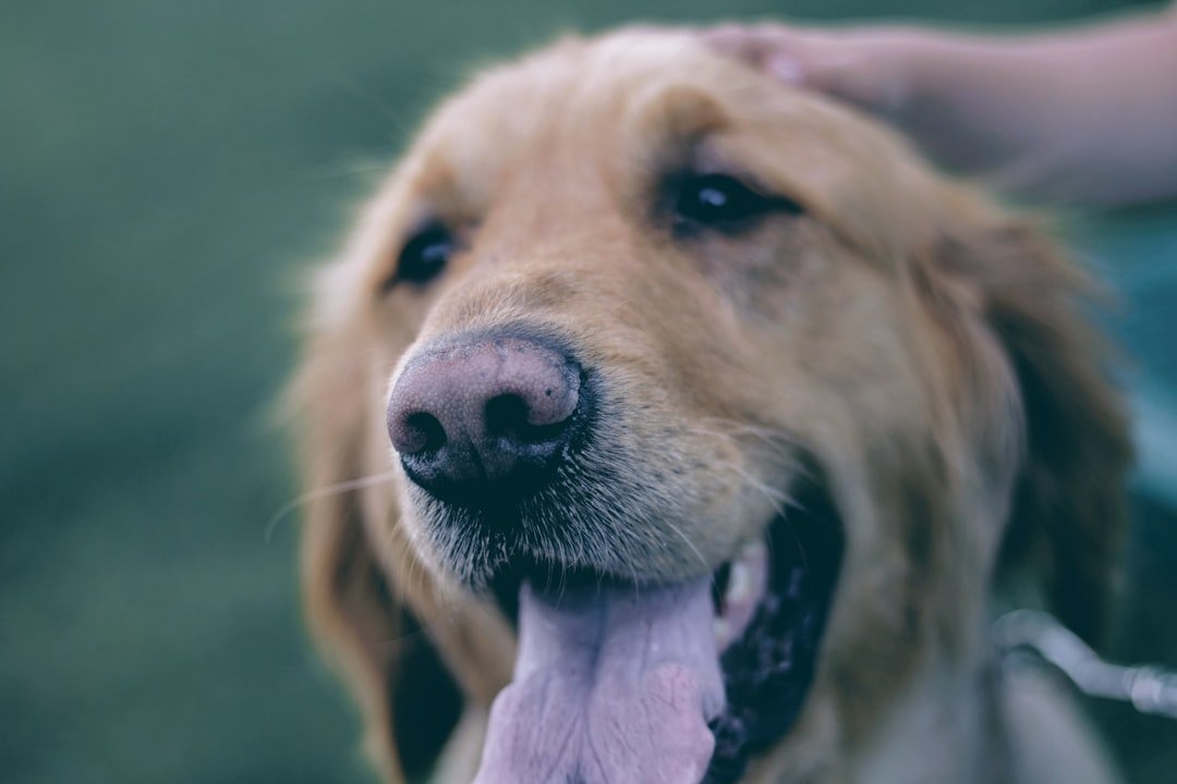 Changes in Gum and Tongue Color (image credits: unsplash)
