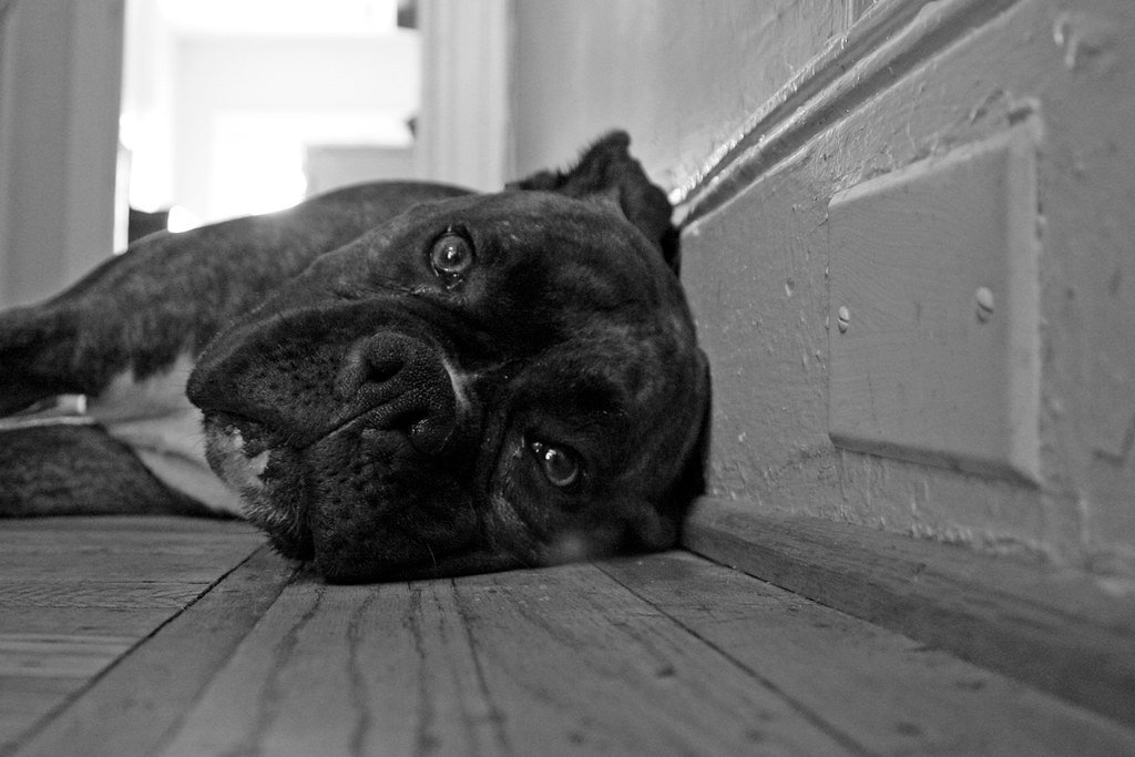 Weakness, Lethargy, and Collapse (image credits: flickr)