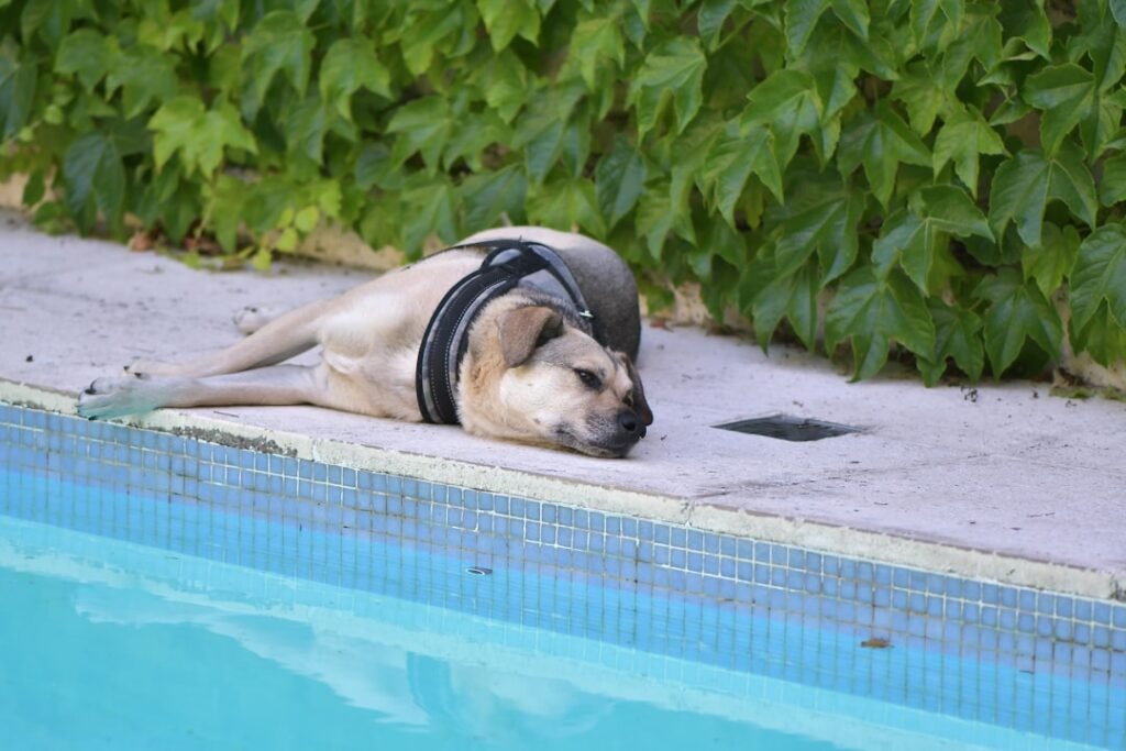 8 Heatstroke Warning Signs Every Dog Owner Should Recognize