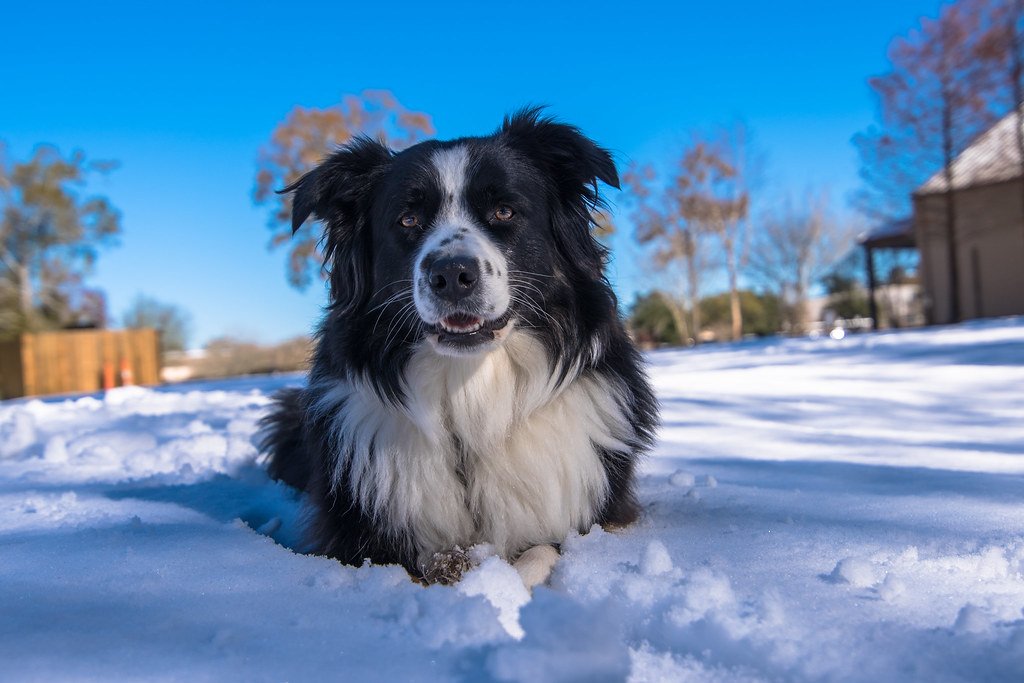 Understanding Your Pet's Cold Tolerance Isn't What You Think (image credits: flickr)