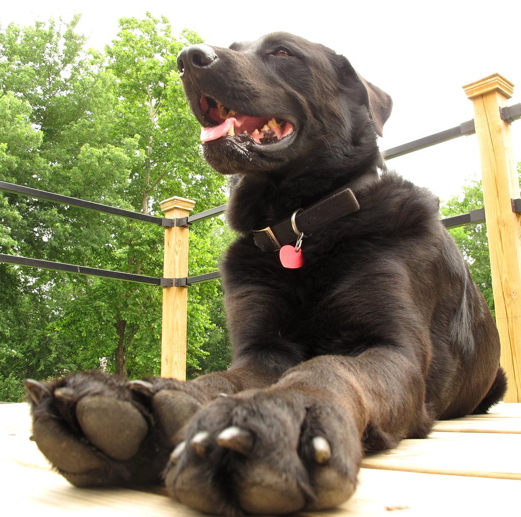 The Hidden Danger of Ice Melt and Rock Salt (image credits: flickr)