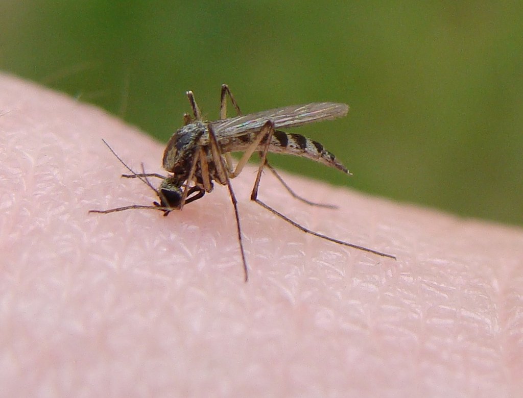 How Mosquitoes Spread This Deadly Disease (image credits: wikimedia)