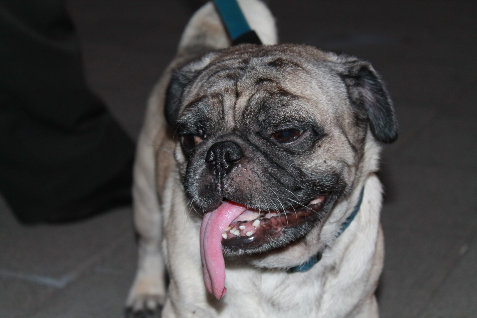 Brachycephalic Breeds: Built-In Risks (image credits: wikimedia)