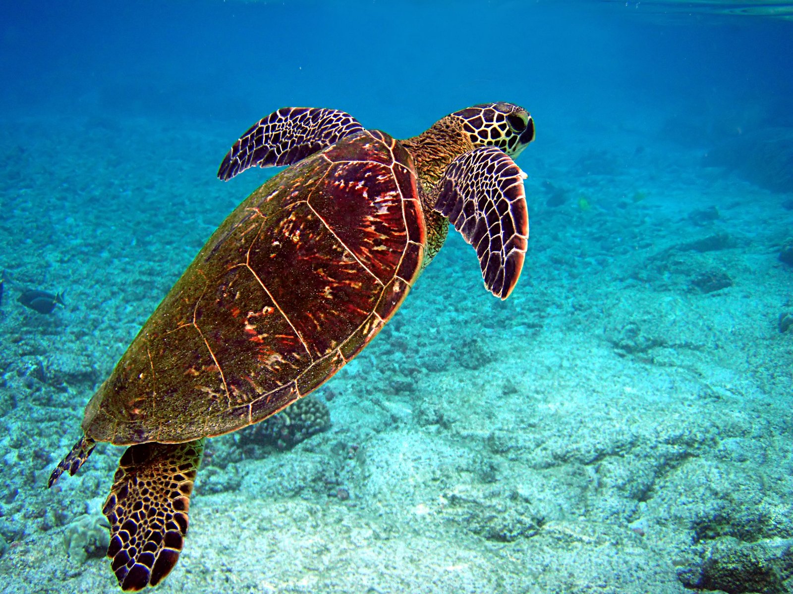 Green Sea Turtles - The Vegetarian Giants (image credits: wikimedia)