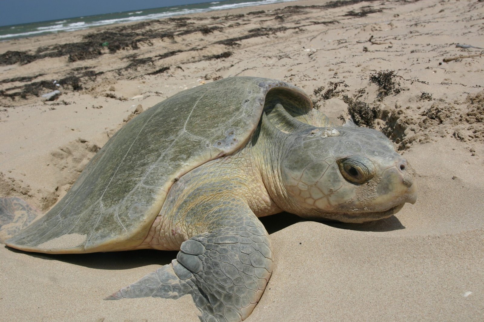 Kemp's Ridley - The Most Endangered Nester (image credits: wikimedia)