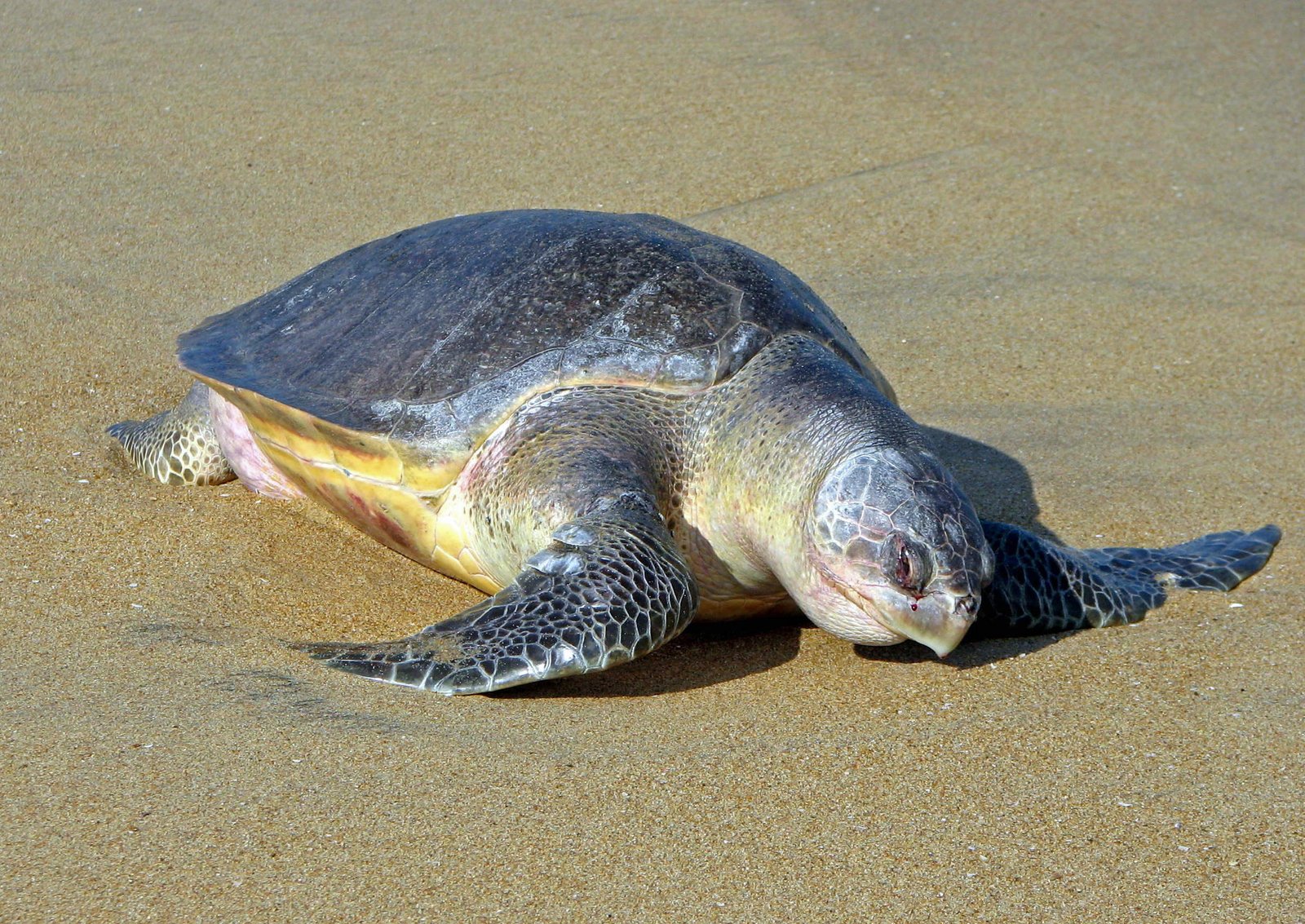 Olive Ridley Sea Turtle - The Occasional Wanderer (image credits: wikimedia)