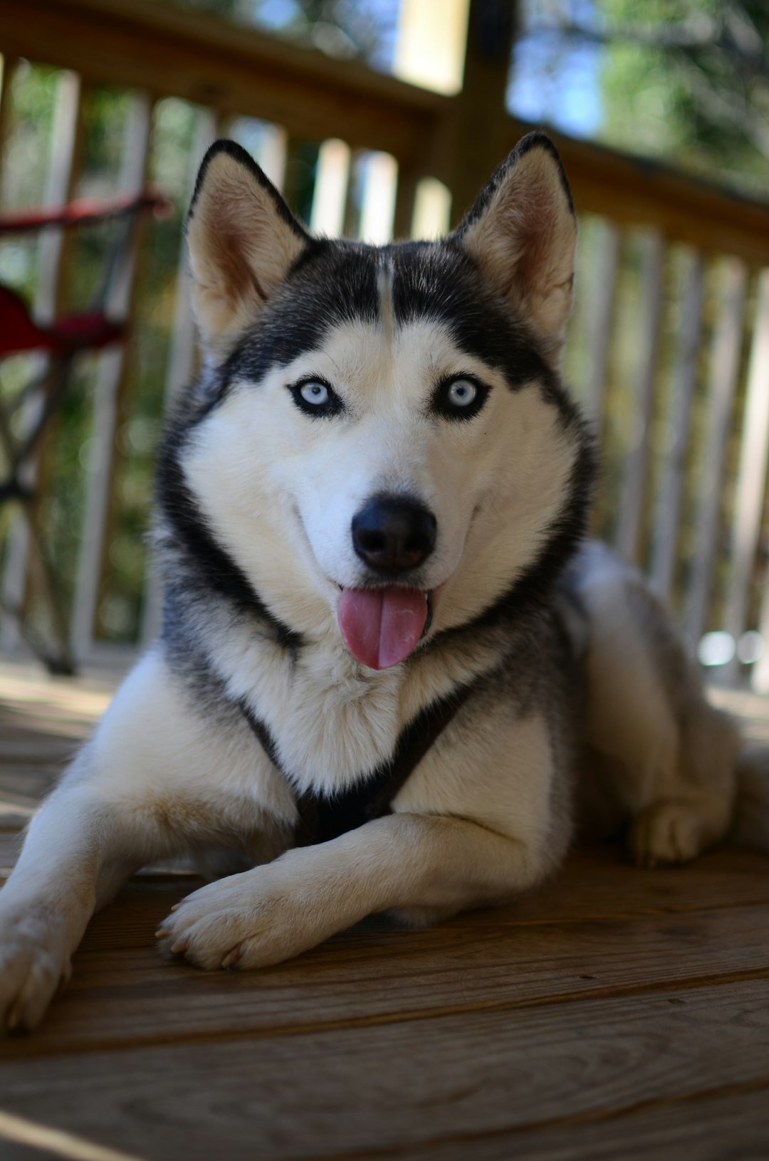 Siberian Husky (image credits: unsplash)
