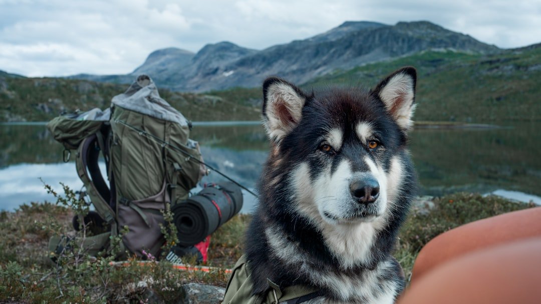 Alaskan Malamute (image credits: unsplash)