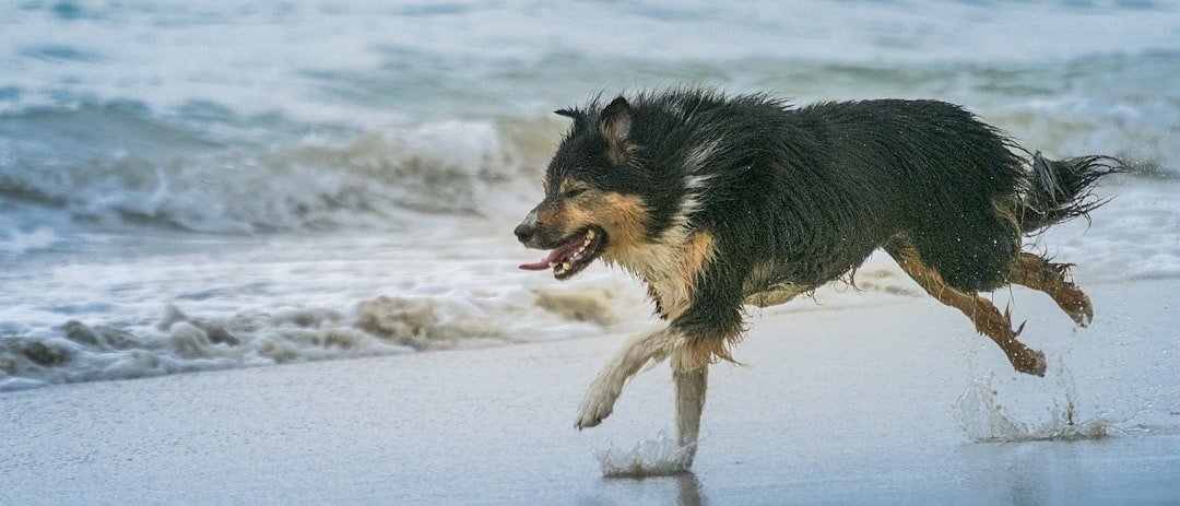 Border Collie (image credits: unsplash)
