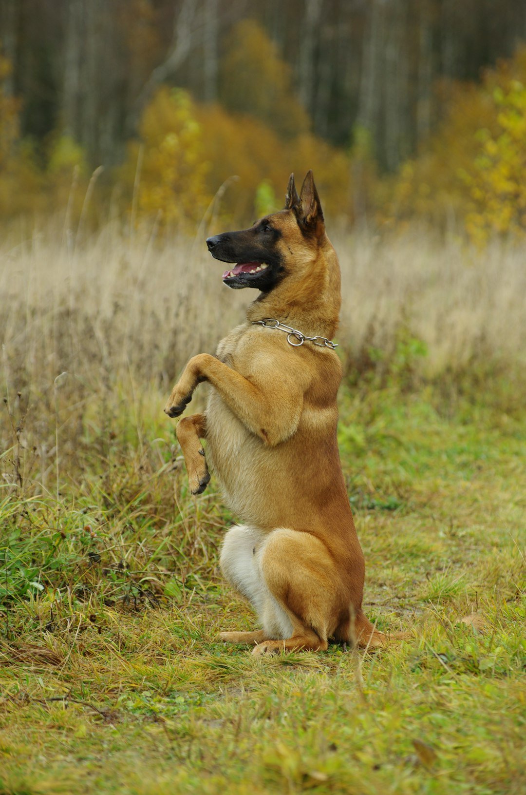 Belgian Malinois (image credits: unsplash)