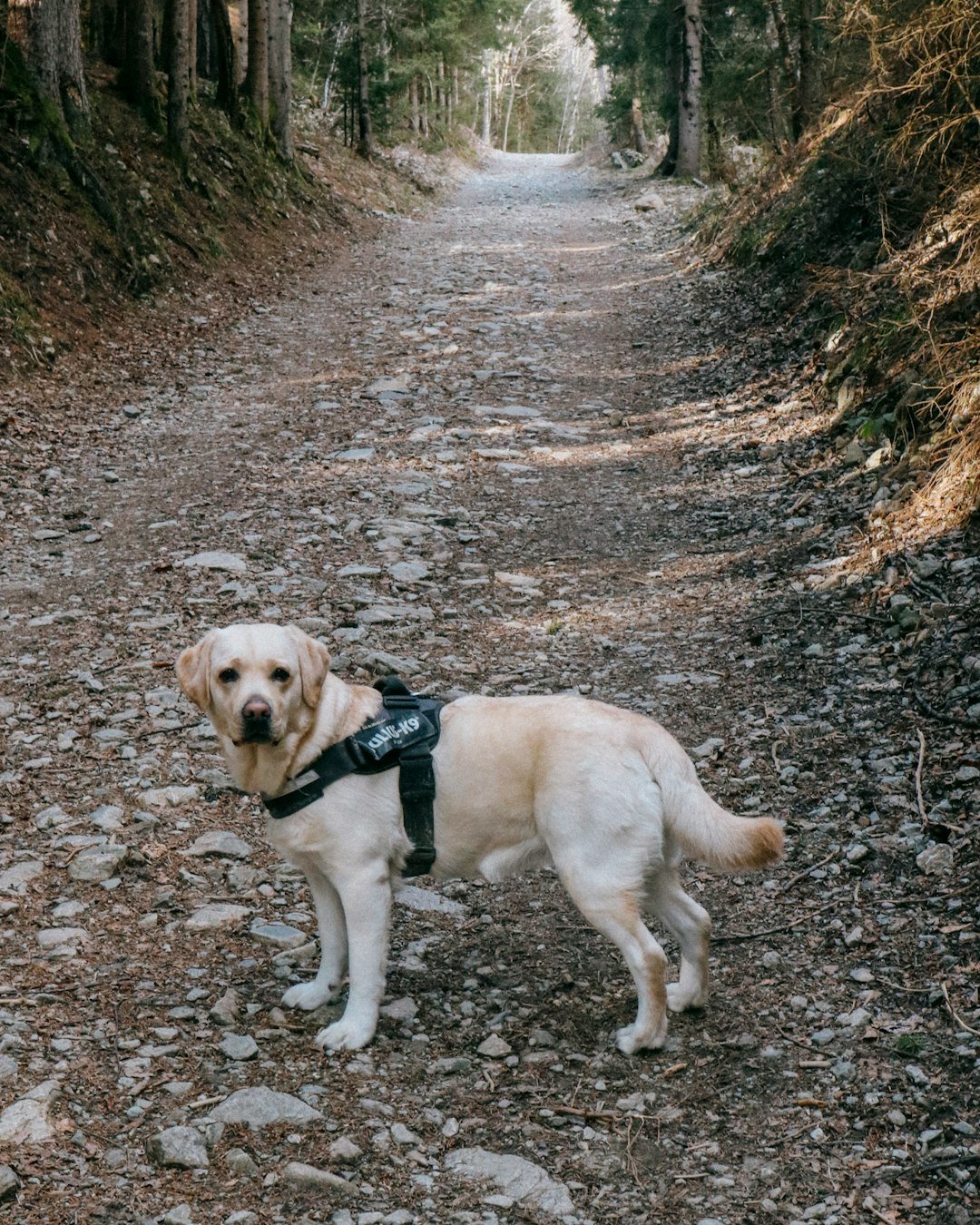 Labrador Retriever (image credits: unsplash)