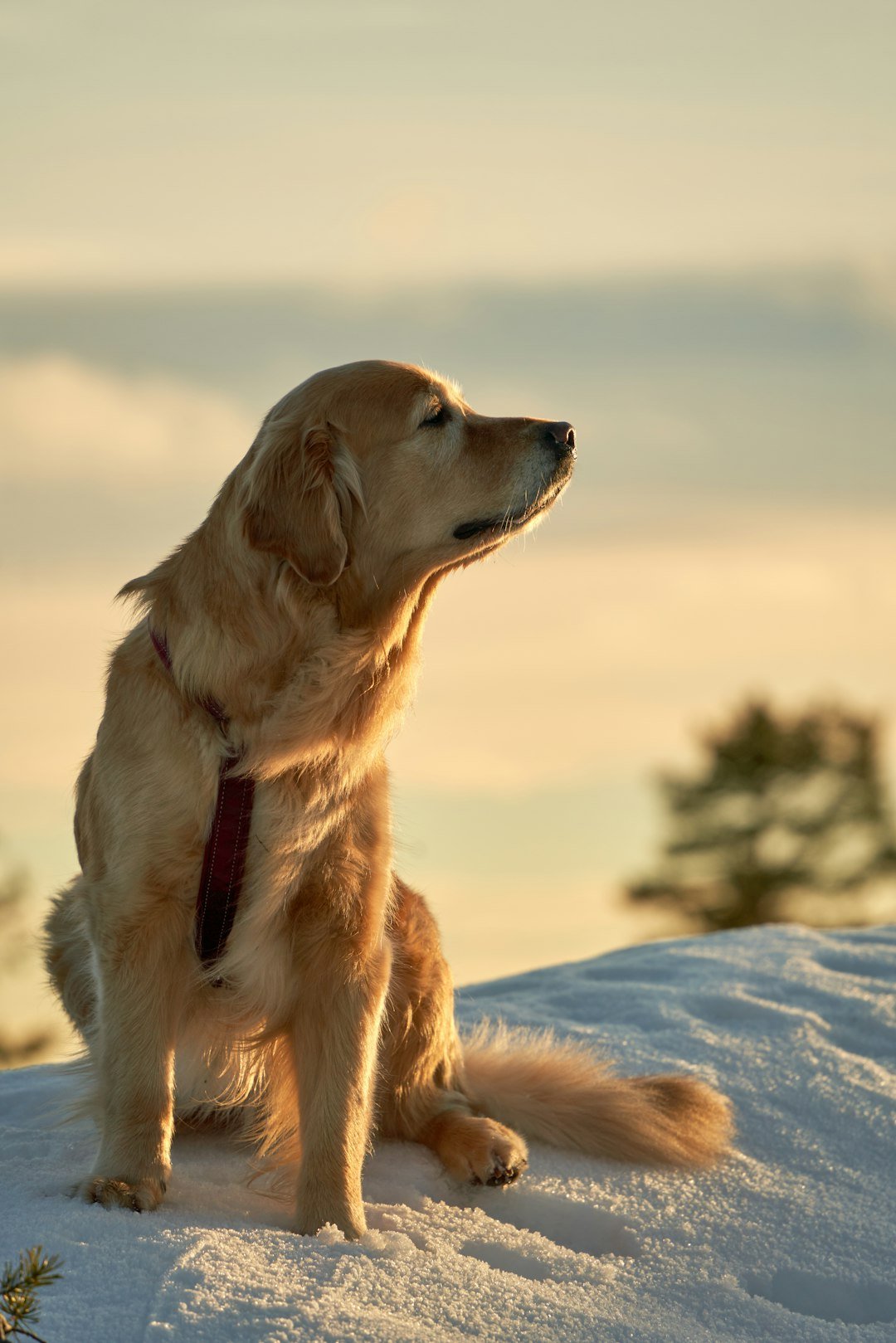 Golden Retriever (image credits: unsplash)