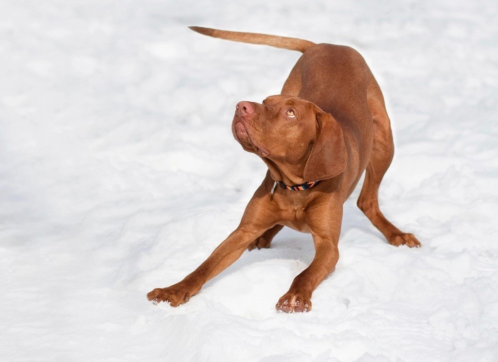 Vizsla (image credits: rawpixel)