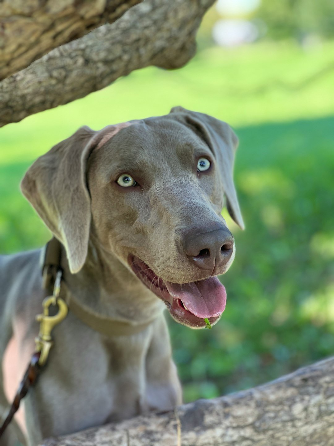 Weimaraner (image credits: unsplash)