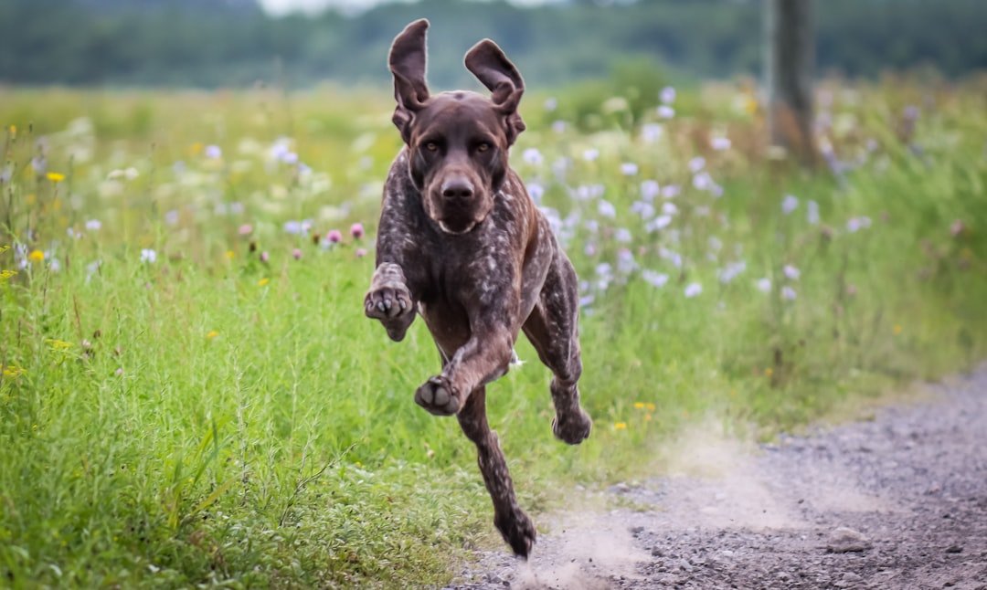 German Shorthaired Pointer (image credits: unsplash)