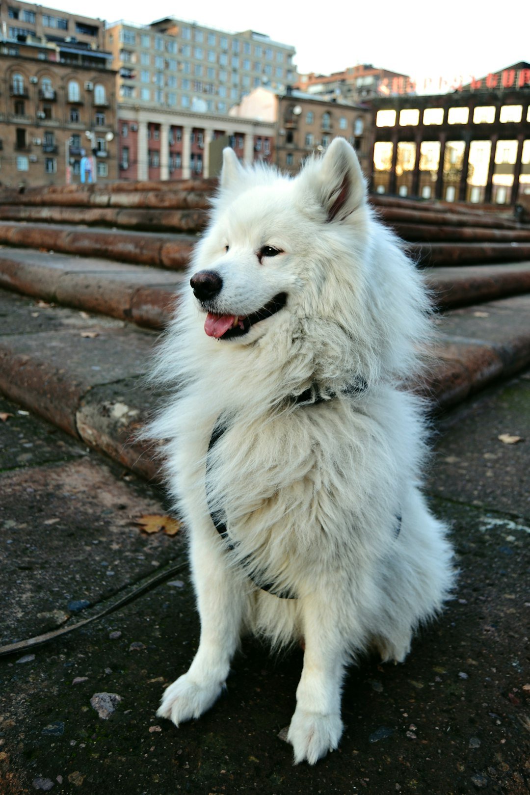 Samoyed (image credits: unsplash)