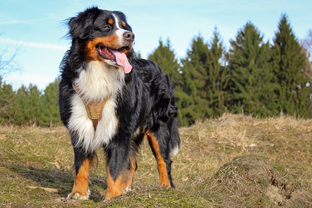 Bernese Mountain Dog (image credits: unsplash)
