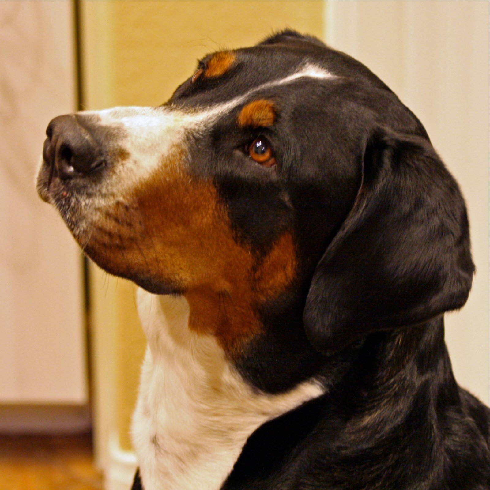 Greater Swiss Mountain Dog (image credits: wikimedia)