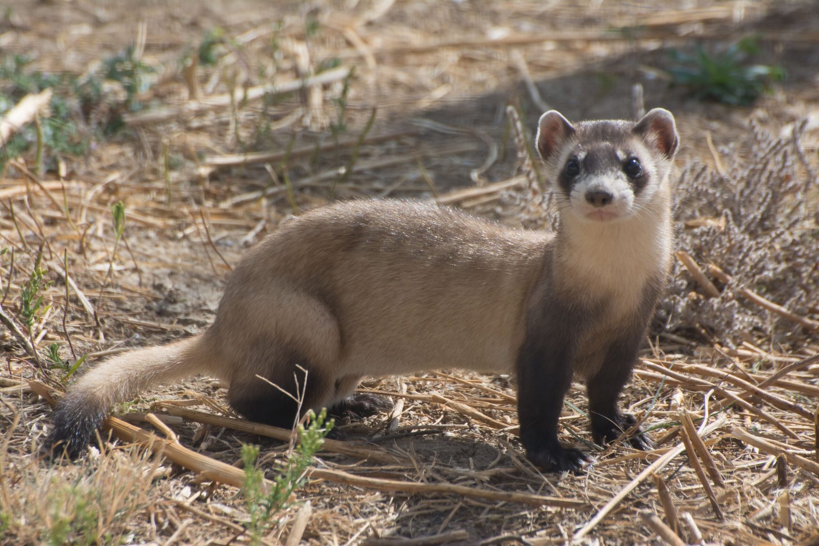 The Black-Footed Ferret: North America's Rarest Mammal (image credits: wikimedia)