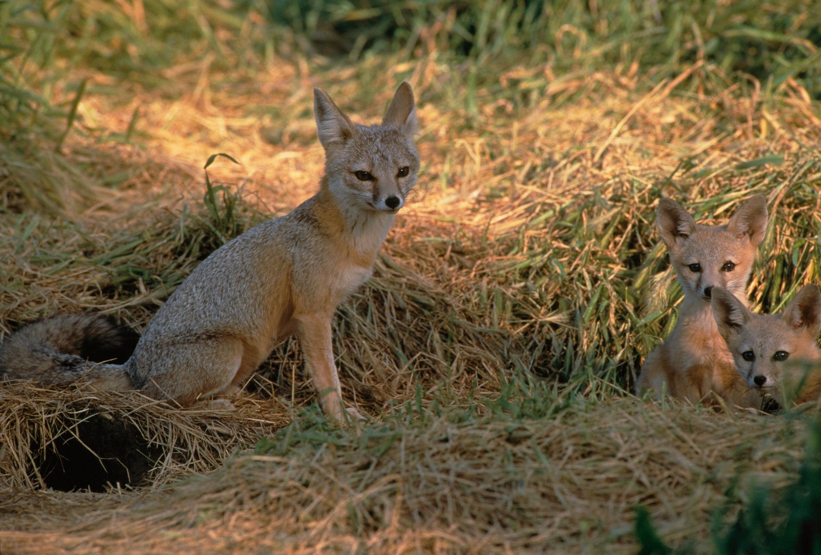 Kit Foxes: Vanishing from the Eastern Plains (image credits: wikimedia)