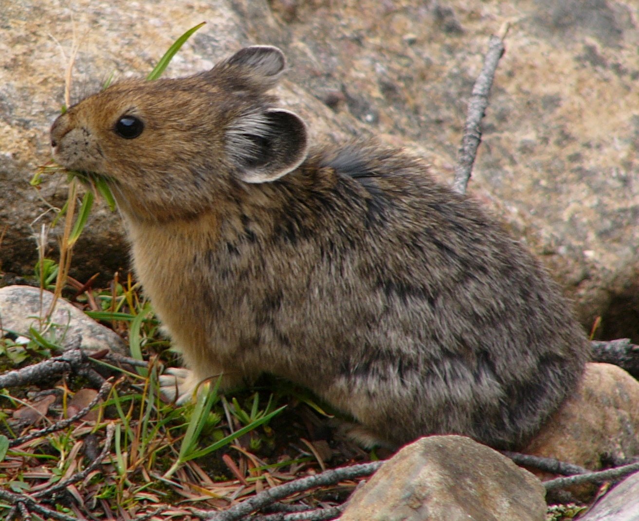 American Pikas: Climate Change's Canaries in the Coal Mine (image credits: wikimedia)