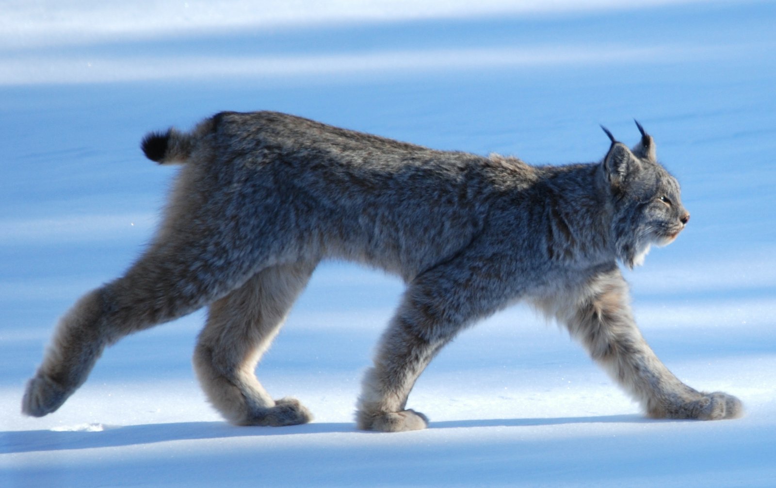 Canada Lynx: Struggling in a Warming World (image credits: wikimedia)