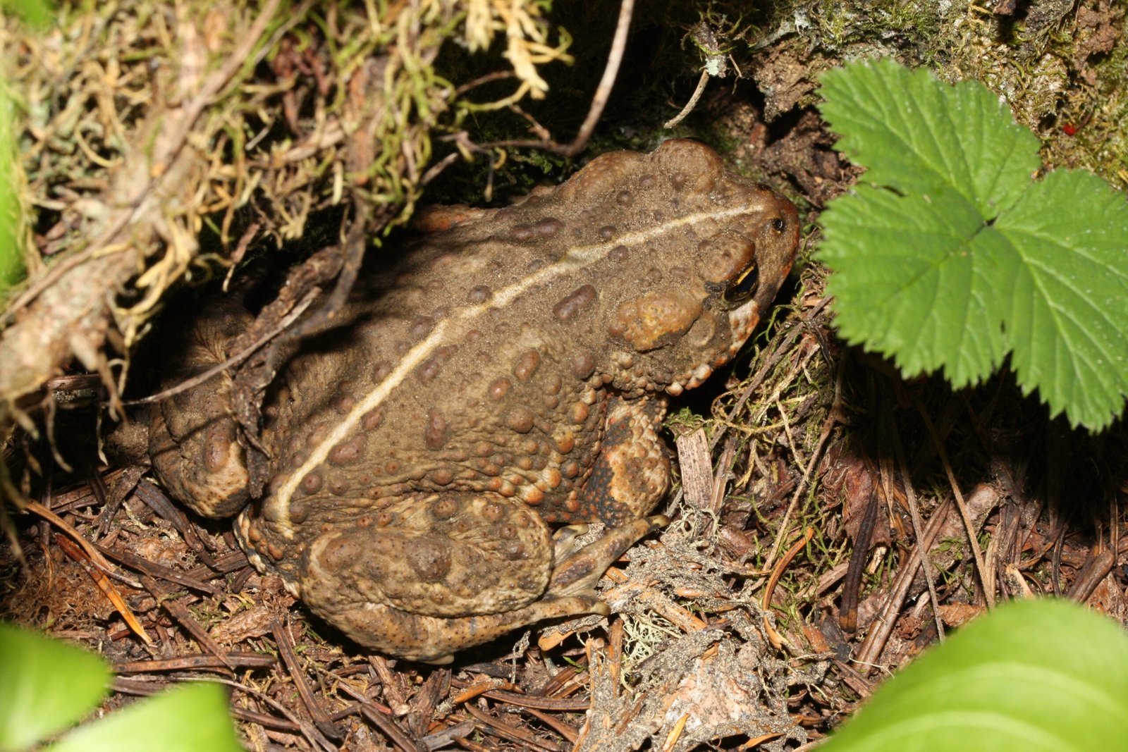 Boreal Toads: Disappearing from High-Altitude Wetlands (image credits: wikimedia)