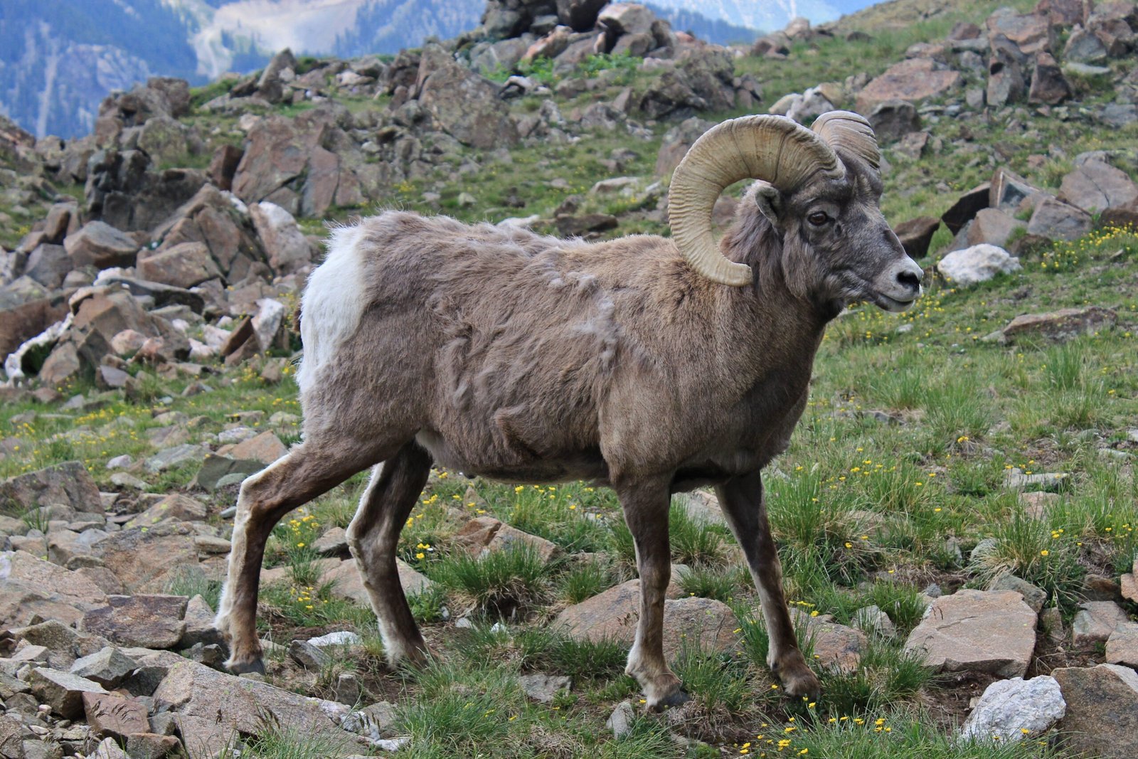 Rocky Mountain Bighorn Sheep: Disease and Habitat Pressure (image credits: wikimedia)