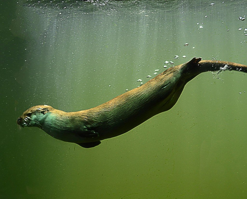 River Otters: A Conservation Success Story with Ongoing Challenges (image credits: rawpixel)