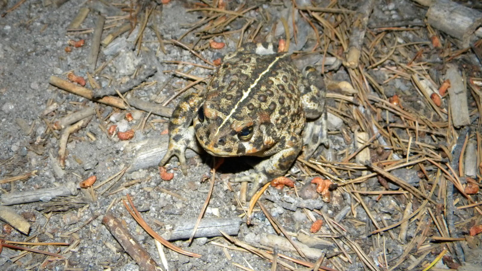 Conservation Efforts: Fighting Back Against Extinction (image credits: wikimedia)