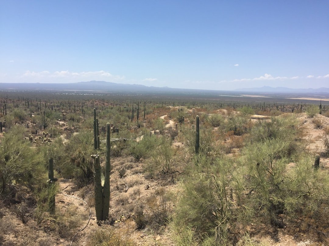 When Phoenix Hit Record-Breaking Heights (image credits: unsplash)