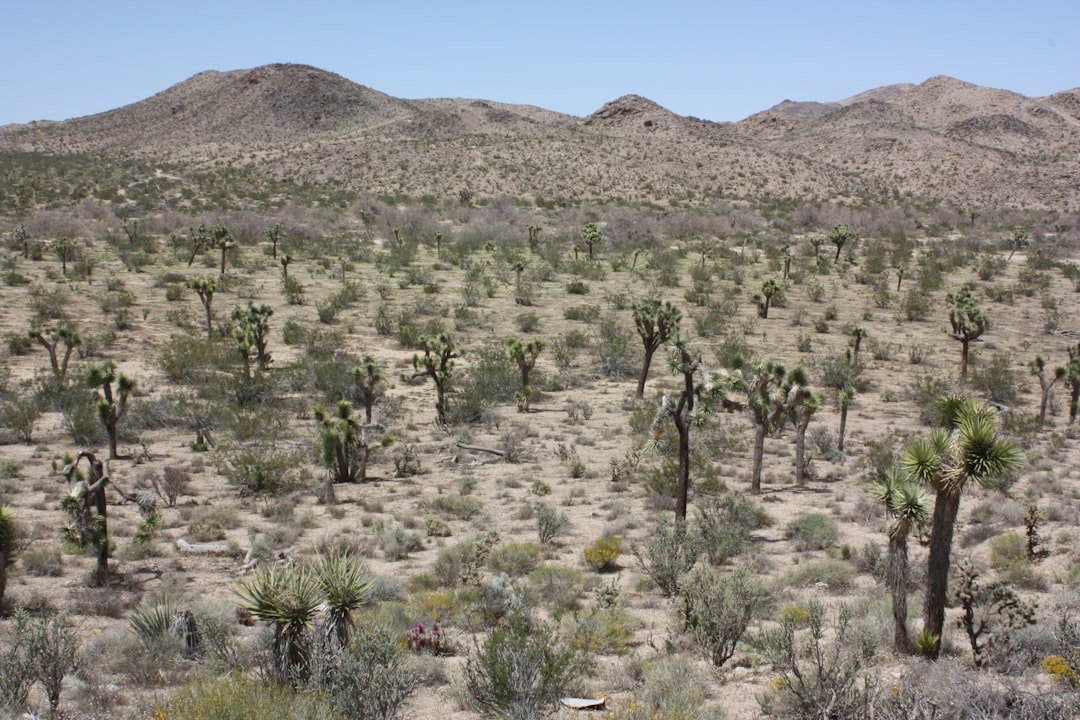 The Science Behind Arizona's Heat Nightmare (image credits: unsplash)