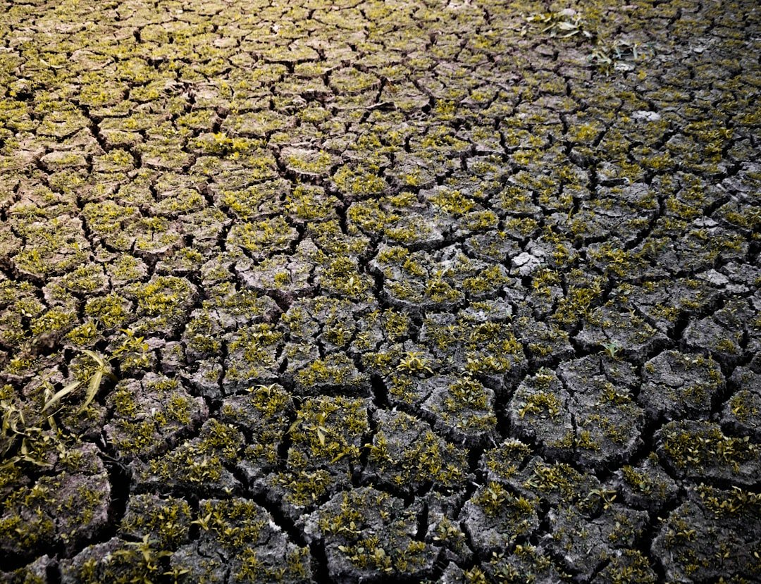 The Economic Toll of Unlivable Heat (image credits: unsplash)