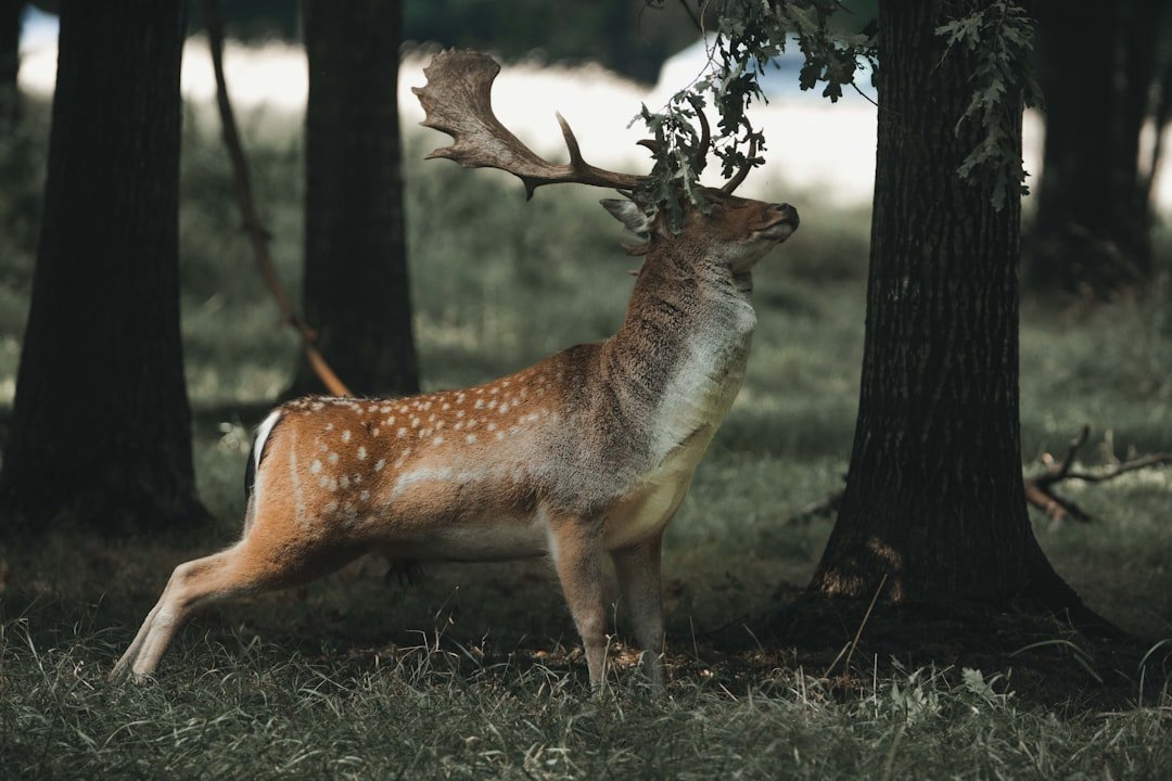 The Comeback Stories (image credits: unsplash)