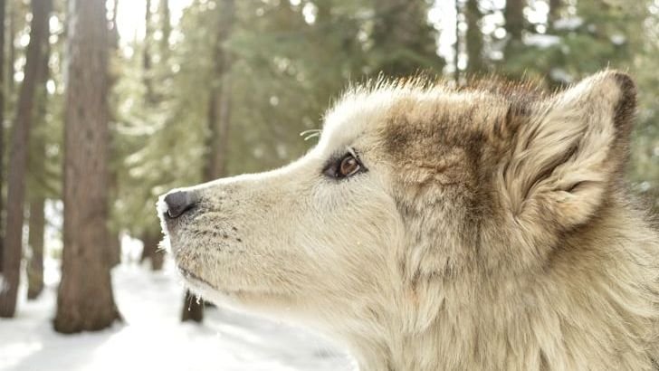 Are Predators in the Rockies Making a Comeback?