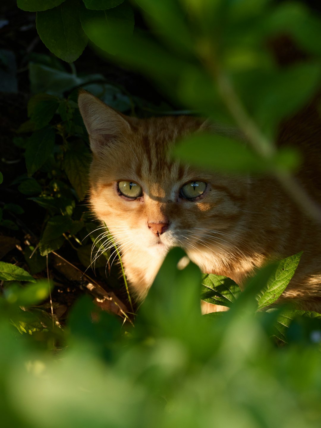 The Hidden Clues (image credits: unsplash)