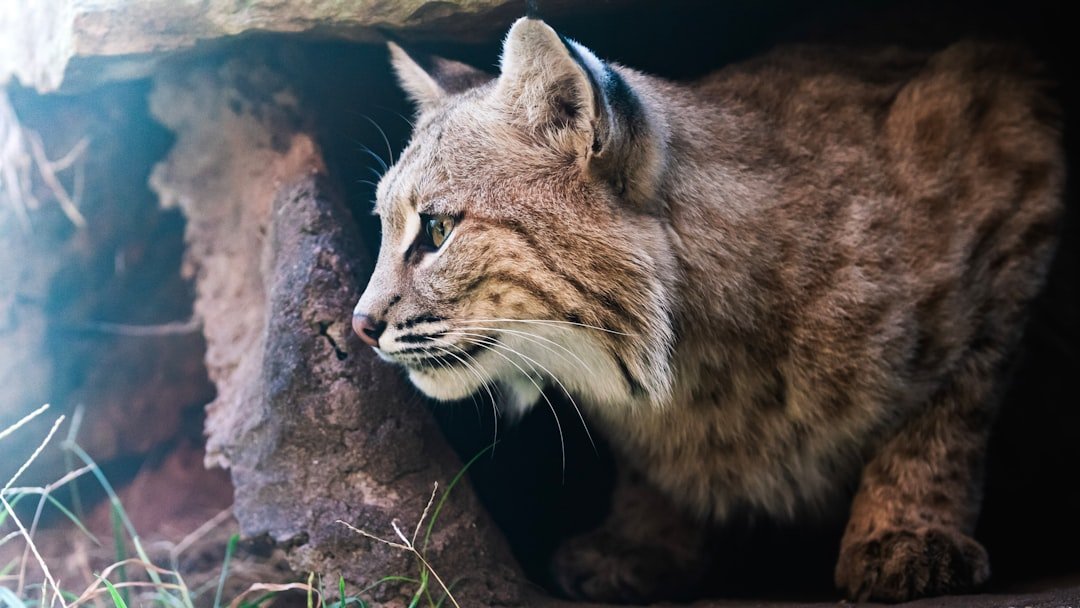 Meet the Native Survivor: The Bobcat (image credits: unsplash)