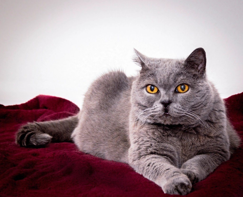 House Cats in the Bayou (image credits: rawpixel)