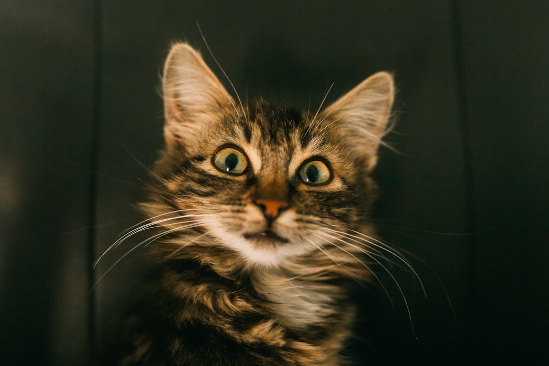 What Science Says About Fur, Ears, and Heat (image credits: unsplash)