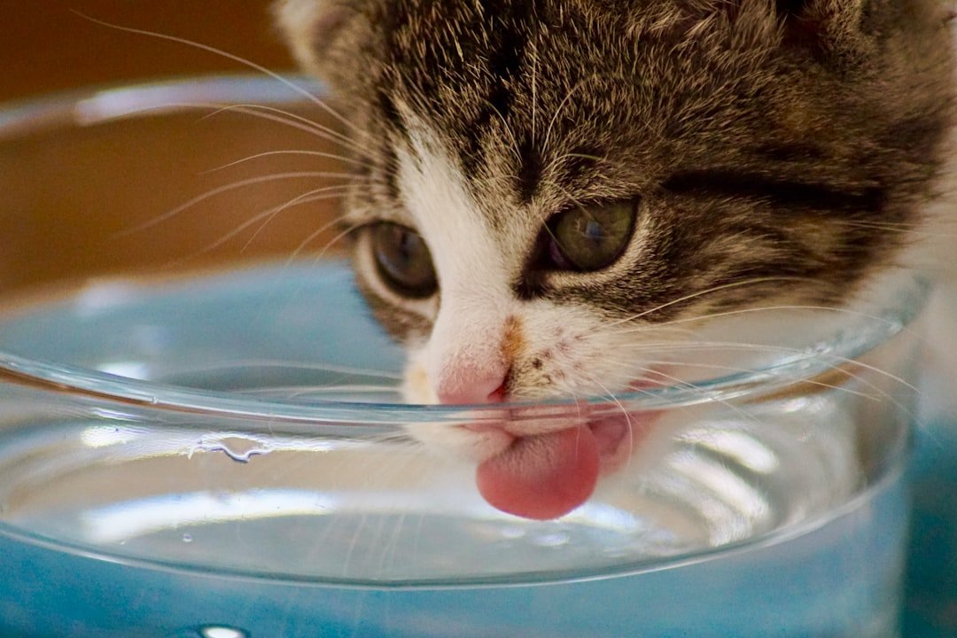 The Hidden Hydration Economy (image credits: unsplash)